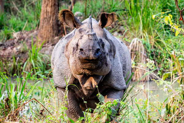 Chitwan Tour